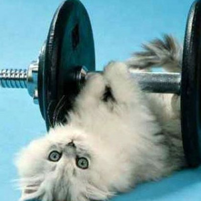 Aqua aerobic για γάτες