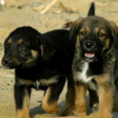 Ο Δήμος Κοζάνης αγαπάει τα αδέσποτα