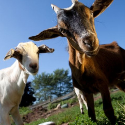 Ποια χώρα αγαπά πλέον το κατσικίσιο κρέας;