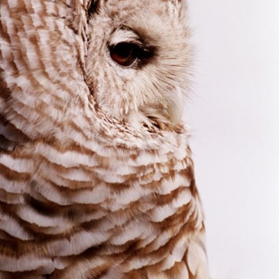 Η σκληρότητα στα ζώα δεν μένει ατιμώρητη