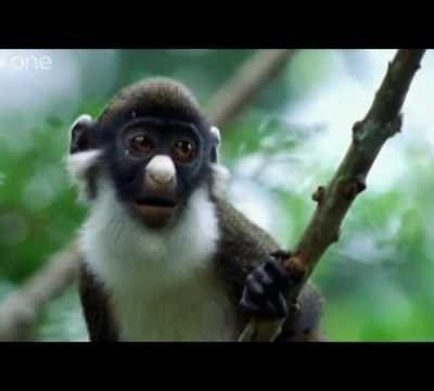 Όταν τα άγρια ζώα γίνονται αστεία μέχρι δακρύων