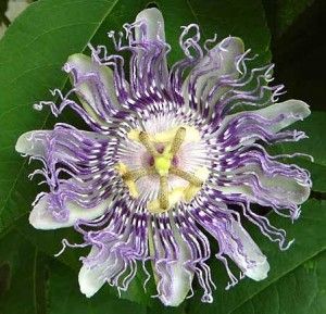 Πασιφλόρα: Το φυσικό όπλο ενάντια στο στρες