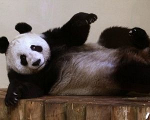 BBC: Ένα panda στις 12 γυναίκες της χρονιάς!