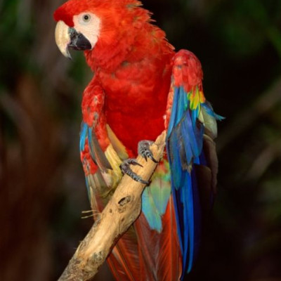 Ένα βήμα για τη σωτηρία του κόκκινου παπαγάλου macaw