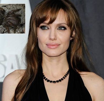 Έντομα που πήραν το όνομά τους από σταρ του Χόλιγουντ