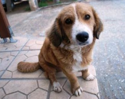 Ψηφίστηκε ο νέος νόμος για τα ζώα συντροφιάς