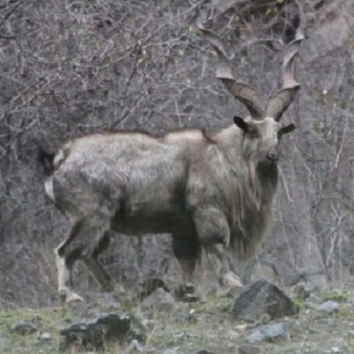 Σπάνιο είδος αγριοκάτσικου τείνει να εξαφανιστεί