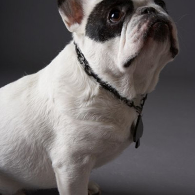 Γνωρίστε τη Lana Dog Rey