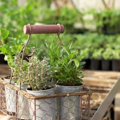 Ξερά και φρέσκα μυρωδικά