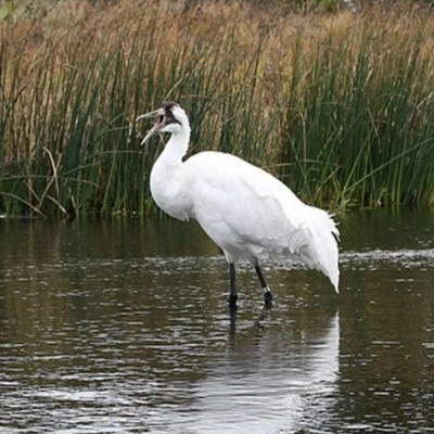 Εσωτερικές ασκήσεις - Η άσκηση του γερανού