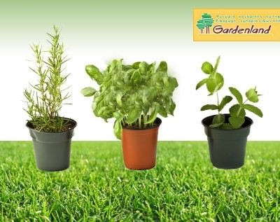 Δώστε μια φρέσκια πνοή στον χώρο σας