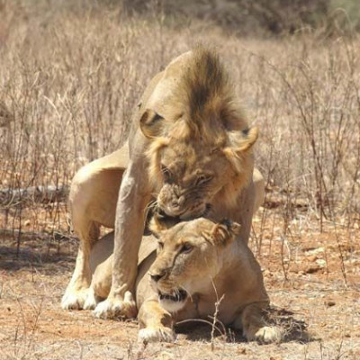 Είναι οι άνθρωποι τα μόνα ζώα που κάνουν σεξ για ευχαρίστηση;