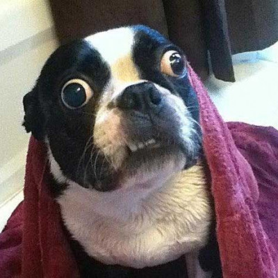 Ο σκυλάκος με τα μεγαλύτερα μάτια του κόσμου