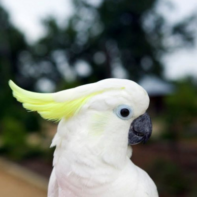 Χορεύοντας με την Polly