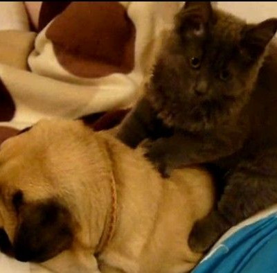 Η γάτα μασέρ