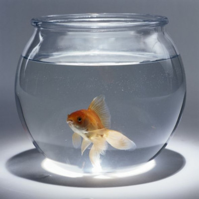 2 tips για να καταπολεμήσετε την μνήμη «χρυσόψαρου»