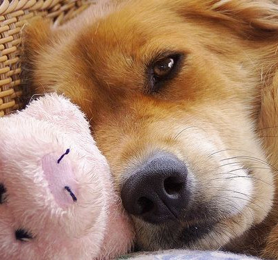 Μήπως ο σκύλος σας κρυώνει;