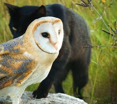 Η απίστευτη φιλία μίας κουκοβάγιας με μία γάτα (βίντεο)