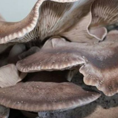 Μανιτάρι - γίγας βρέθηκε σε χωράφι στη Λάρνακα