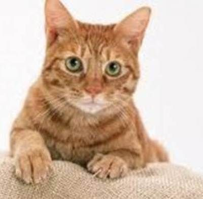 Διαβάστε πως μια γάτα ανακηρύχθηκε... επενδυτής της χρονιάς