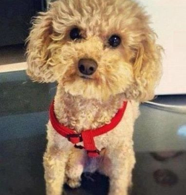 Ποια διάσημη star μαθαίνει στο σκύλο της να... ζωγραφίζει;