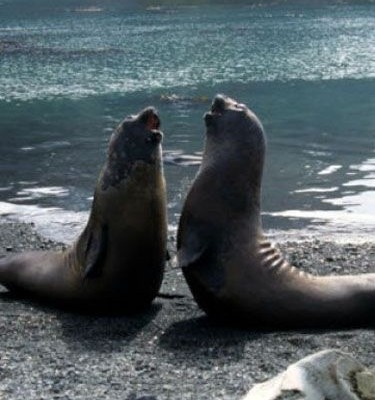 Η ερωτική ιστορία δύο θαλάσσιων ελεφάντων