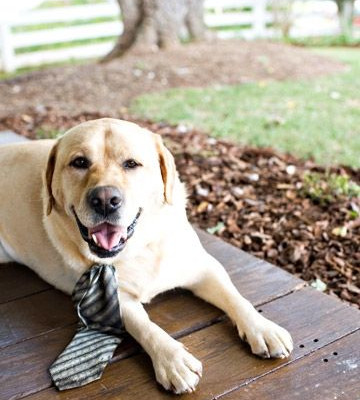 Φυσικά και το σκυλί σας μπορεί να πάρει μέρος στον γάμο σας!