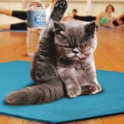 Γυμναστείτε με τη γάτα σας με τον πιο έξυπνο τρόπο