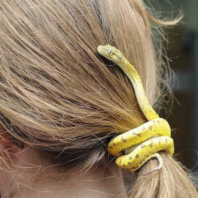 Ένα κοκκαλάκι για τα μαλλιά από πραγματικό πύθωνα