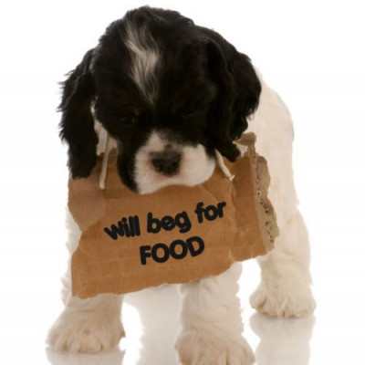 Όταν το κατοικίδιό σς τρώει τον άπακο