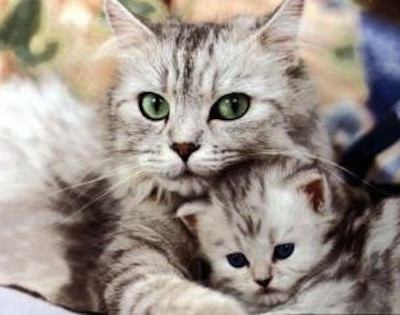 Δείτε μία μαμά γάτα να σώζει το παιδί της από ένα μωρό