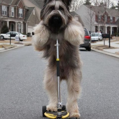 Norman ο σκύλος που κατέρριψε το ρεκόρ Γκίνες