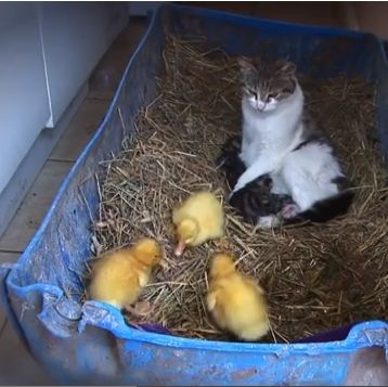 H μαμά γάτα και τα... παπάκια της! (βίντεο)