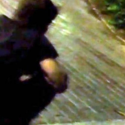 Η συνάντηση του Νίνο με μια αλεπού!