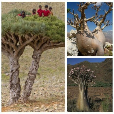 Σοκότρα, ένα απομακρυσμένο νησί με τα φυτά έως 20 εκατομμυρίων ετών