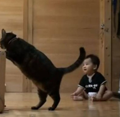 Απίστευτο: Γάτα μαθαίνει σε μωρό πώς να περπατά! (βίντεο)