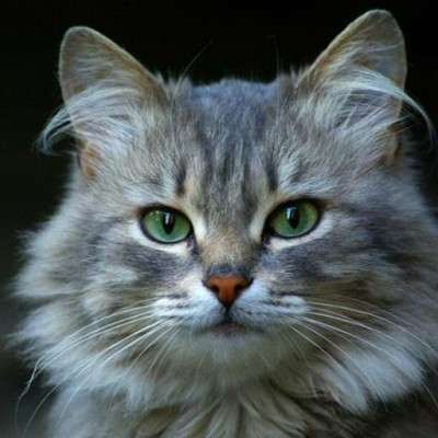 Κλειδί για το εμβόλιο κατά του AIDS η γάτα