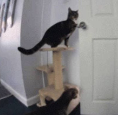 Γάτα και σκύλος συνεργάζονται για να ... αποδράσουν! (vid)