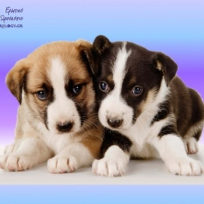 Ερωτικό ωροσκόπιο 1/12