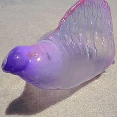 Αυτό είναι ένα από τα πιο επικίνδυνα πλάσματα του βυθού (βίντεο)