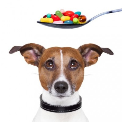 Ποια ανθρώπινα φάρμακα είναι επικίνδυνα για τη ζωή των κατοικιδίων μας;