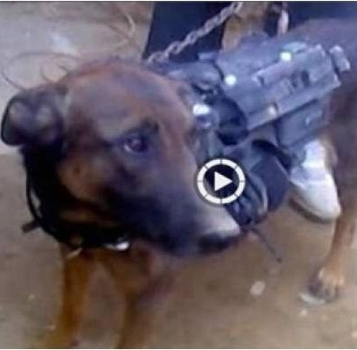 Βίντεο: Σκύλο-αιχμάλωτο κρατούν οι Ταλιμπάν!