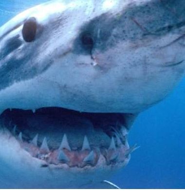 Αυστραλία: Καρχαρίας άρπαξε 28χρονο ψαροντουφεκά