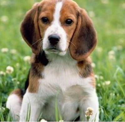 Βίντεο: «Άγγελοι» - φύλακες που... γαβγίζουν!