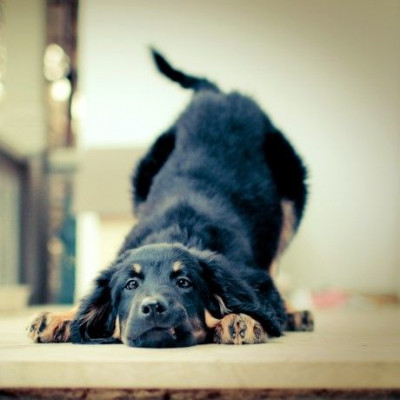 Πώς αντιμετωπίζουμε τον υποθυρεοειδισμό στο σκύλο;