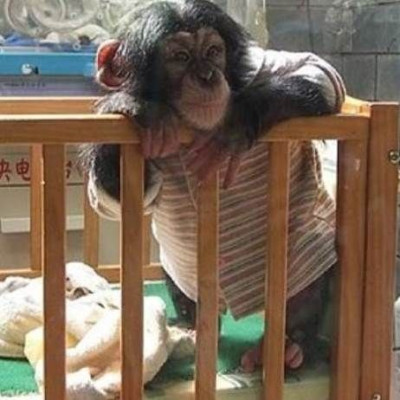 Παιδί σώζει χιμπαντζή από ύαινα! (βίντεο)