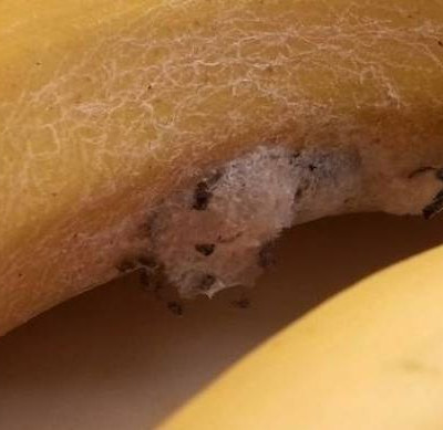 Εφιάλτης: Αγόρασαν μπανάνες με τις πιο θανατηφόρες αράχνες του κόσμου