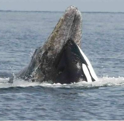 Απίστευτο! Περικυκλώθηκαν από φάλαινες δολοφόνους! (video)