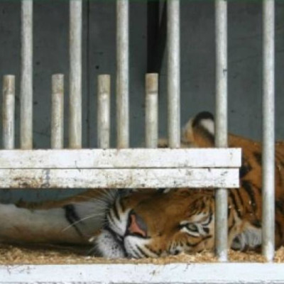 Κίνα: Σκότωναν τίγρεις για ευχαρίστηση πλουσίων (video)