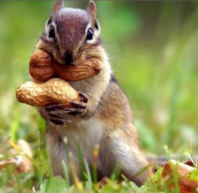 Ο πιο θλιμμένος σκίουρος που είδατε ποτέ (photo)